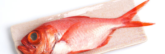 Draft Alfonsino